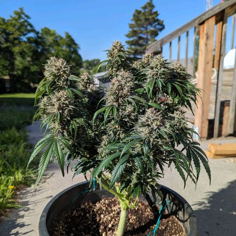 Guava gelato auto growlog timeline photo