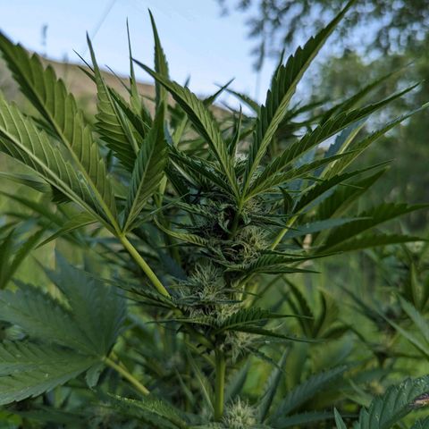 Auto Sweet Tooth growlog timeline photo