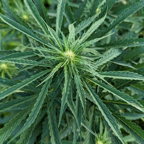 Auto Sweet Tooth growlog timeline photo