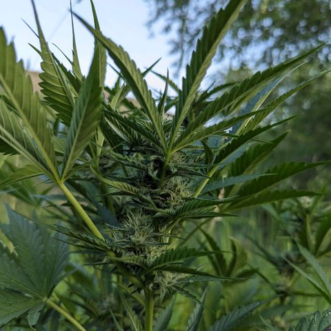 Auto Sweet Tooth growlog timeline photo