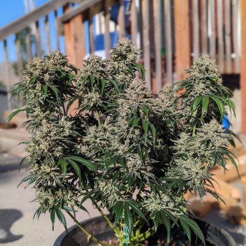 Guava gelato auto growlog timeline photo