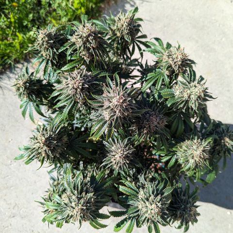 Guava gelato auto growlog timeline photo