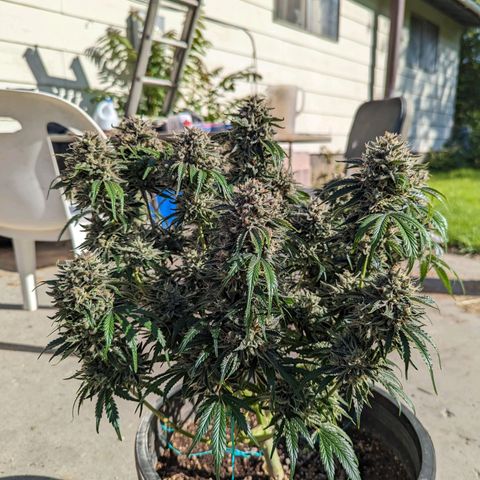 Guava gelato auto growlog timeline photo