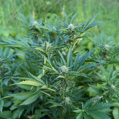 Guava Gelato growlog timeline photo