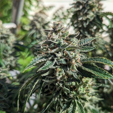 Guava gelato auto growlog timeline photo