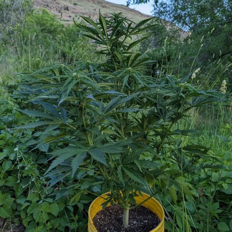 Auto Sweet Tooth growlog timeline photo