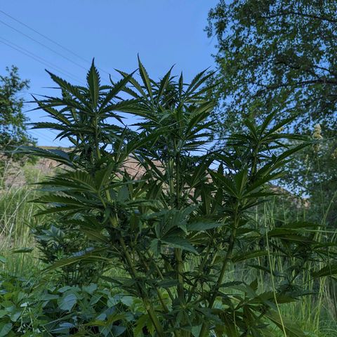 Auto Sweet Tooth growlog timeline photo