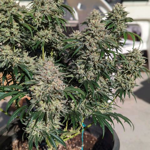 Guava gelato auto growlog timeline photo