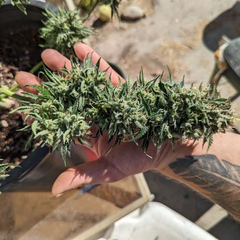 Guava gelato auto growlog timeline photo