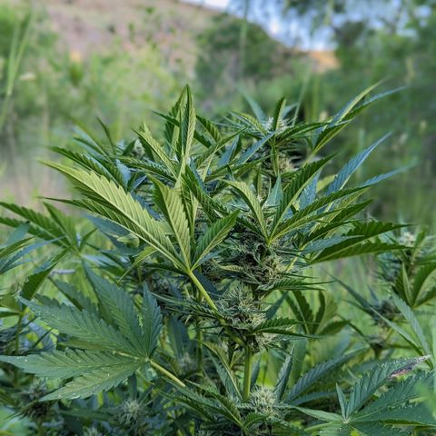Guava Gelato growlog timeline photo