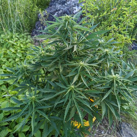 Auto Sweet Tooth growlog timeline photo