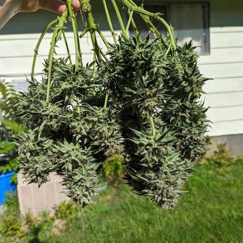 Guava gelato auto growlog timeline photo