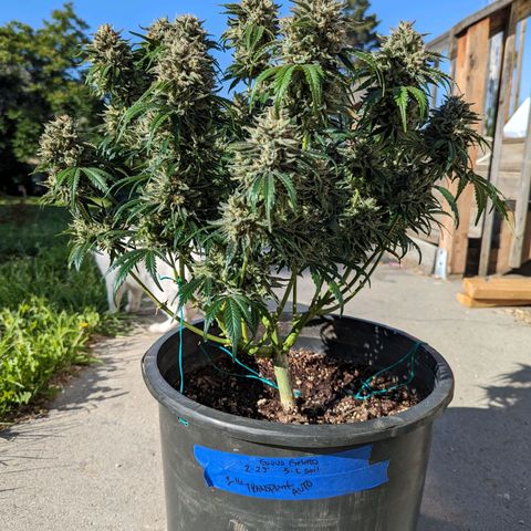 Guava gelato auto growlog timeline photo