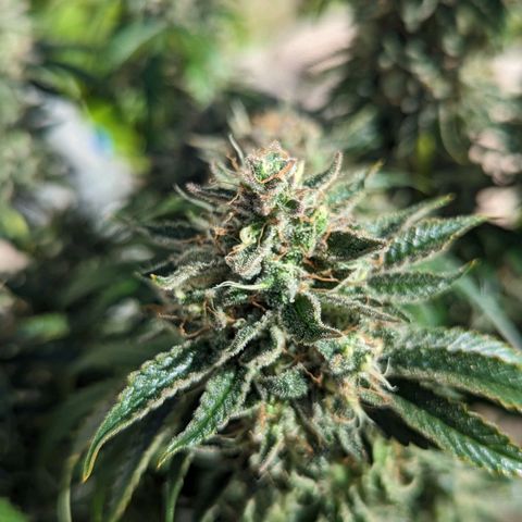 Guava gelato auto growlog timeline photo