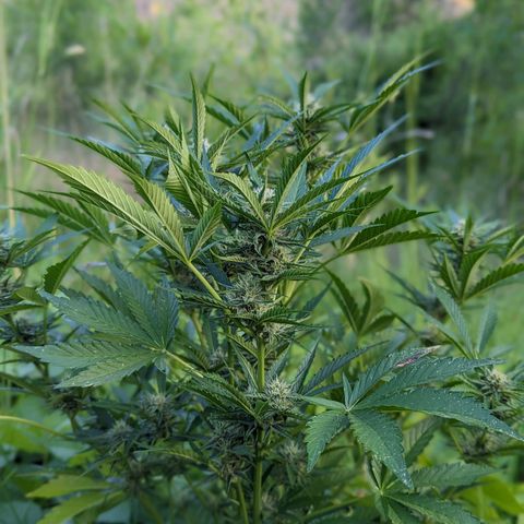 Guava Gelato growlog timeline photo