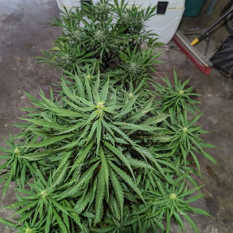 Auto Sweet Tooth growlog photo: Stacking up sativa like 🤤