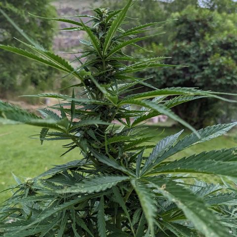 Auto Sweet Tooth growlog photo: Stacking up sativa like 🤤