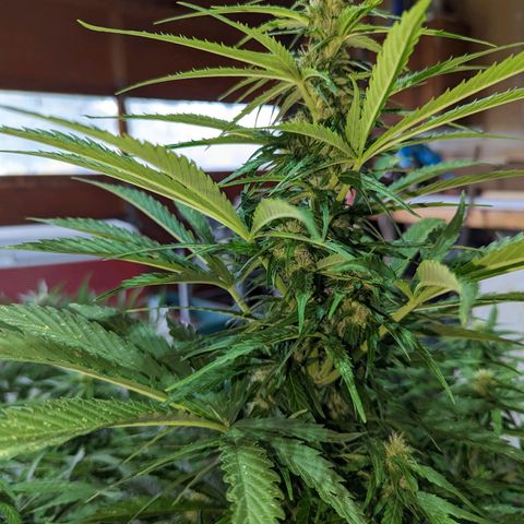 Auto Sweet Tooth growlog photo: Stacking up sativa like 🤤