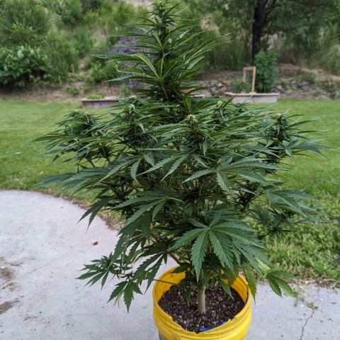 Auto Sweet Tooth growlog photo: Stacking up sativa like 🤤