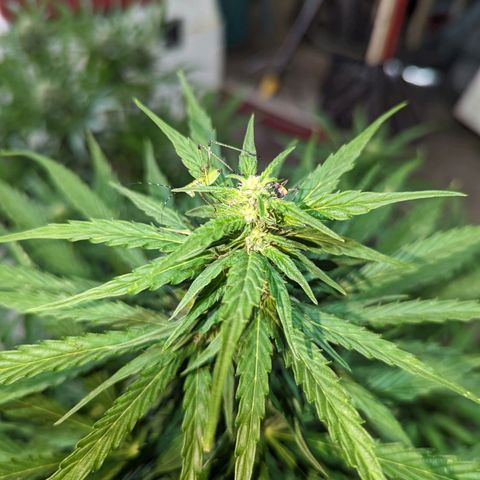 Auto Sweet Tooth growlog photo: Stacking up sativa like 🤤