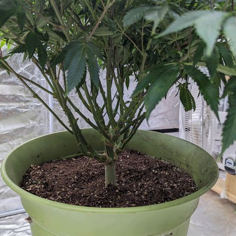 Apples and Bananas growlog timeline photo