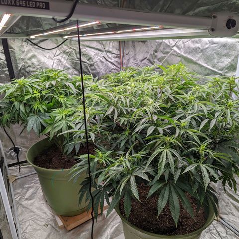 Apples and Bananas growlog timeline photo