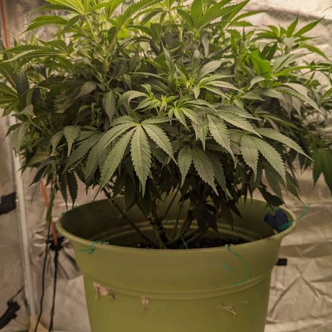 CBD Chronic growlog timeline photo