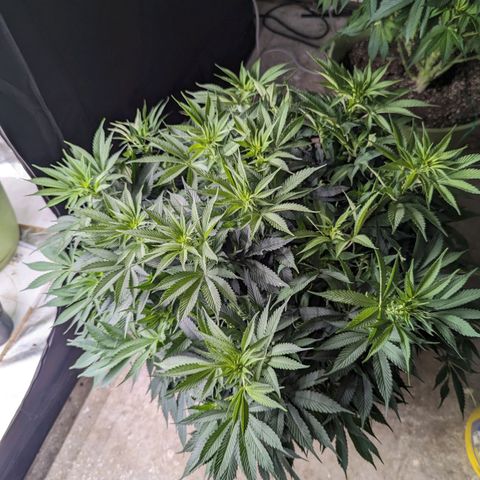 CBD Chronic growlog timeline photo