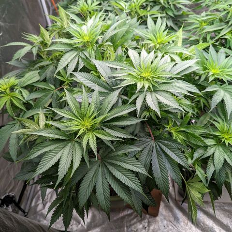 CBD Chronic growlog timeline photo
