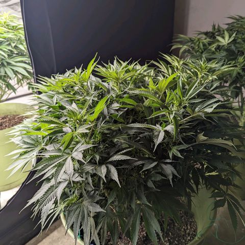 CBD Chronic growlog timeline photo