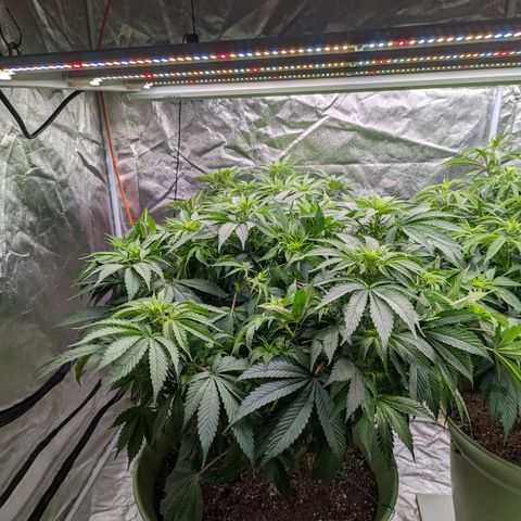 CBD Chronic #2 growlog timeline photo