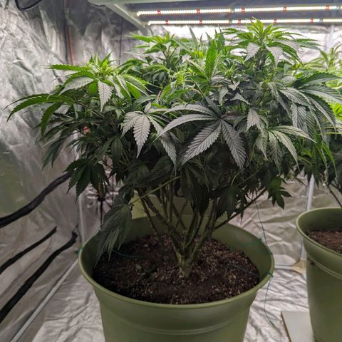 CBD Chronic #2 growlog timeline photo