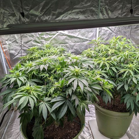 CBD Chronic #2 growlog timeline photo