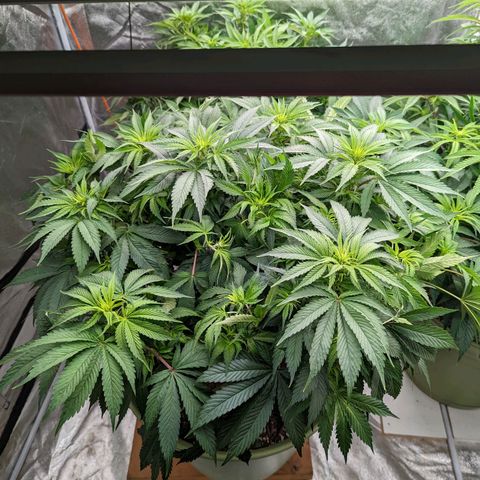 CBD Chronic #2 growlog timeline photo