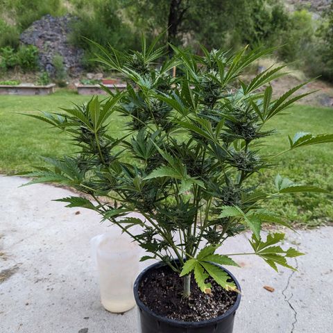 Guava Gelato growlog timeline photo