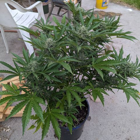 Guava Gelato growlog timeline photo