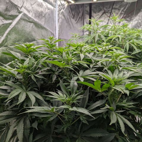 CBD Chronic growlog timeline photo