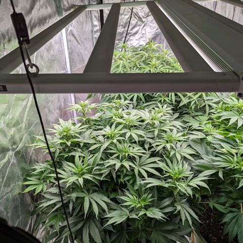 CBD Chronic growlog timeline photo
