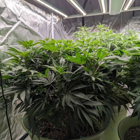 CBD Chronic growlog timeline photo