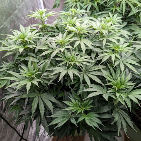 CBD Chronic growlog timeline photo