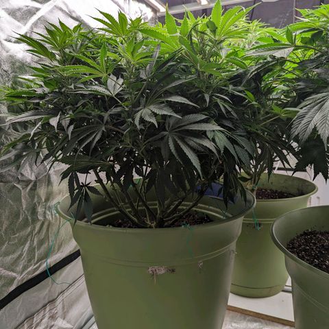 CBD Chronic growlog timeline photo