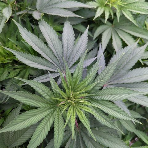 CBD Chronic #2 growlog timeline photo