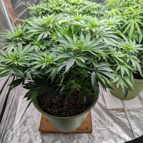 CBD Chronic #2 growlog timeline photo