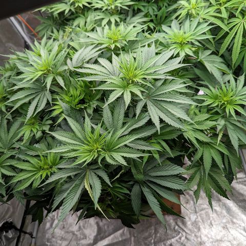 CBD Chronic #2 growlog timeline photo