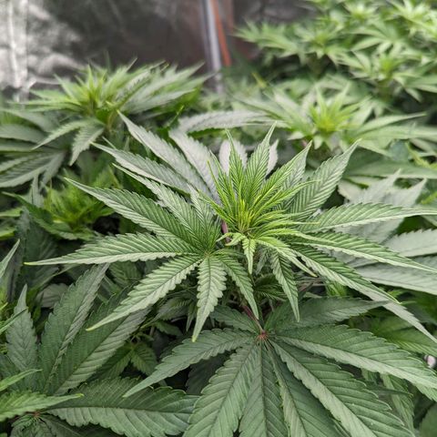 CBD Chronic #2 growlog timeline photo