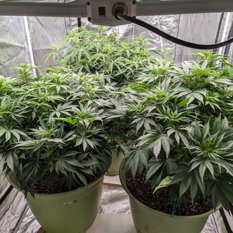 CBD Chronic #2 growlog timeline photo