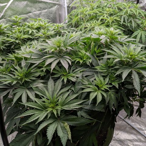 CBD Chronic #2 growlog timeline photo