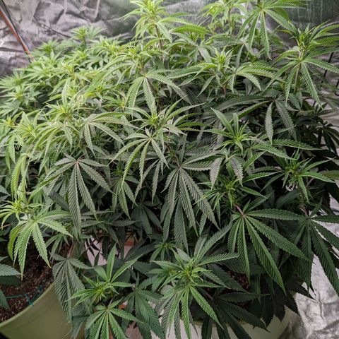 Apples and Bananas growlog timeline photo