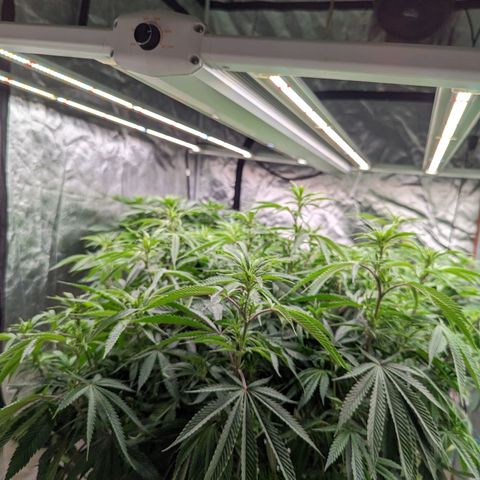 Apples and Bananas growlog timeline photo