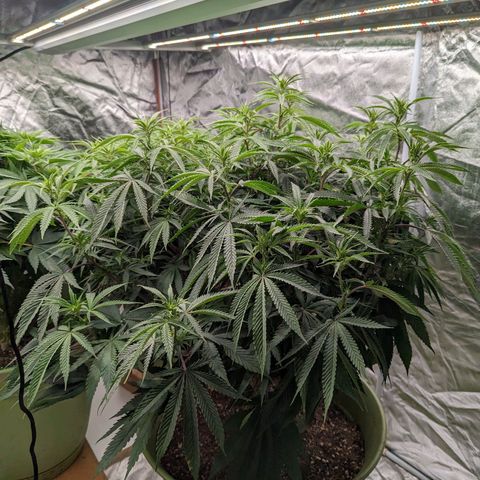 Apples and Bananas growlog timeline photo